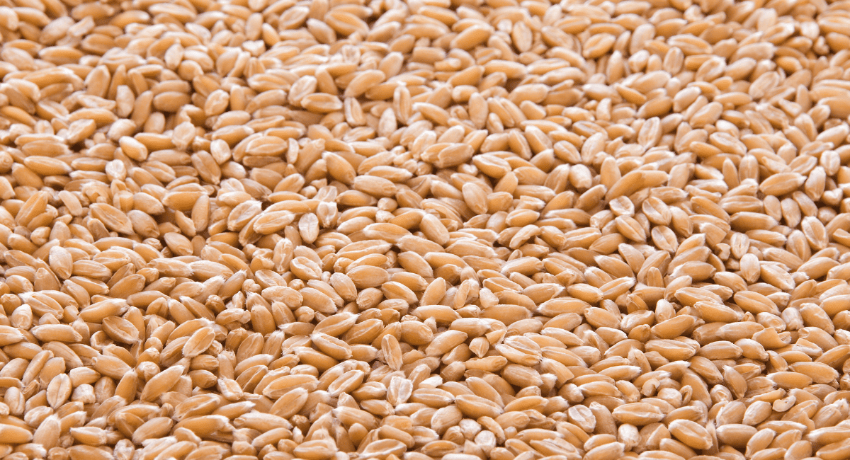 Up close image of spelt berries grain.